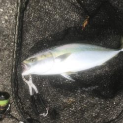 メジロ・ツバス