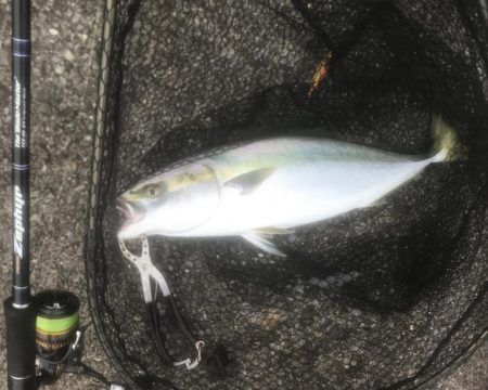 メジロ・ツバス