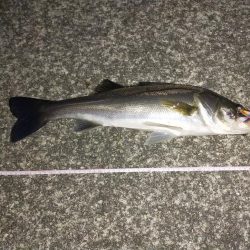 久しぶりのシーバス