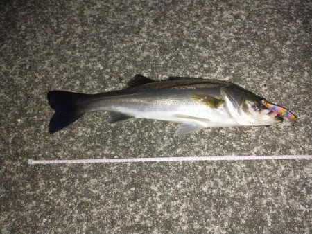 久しぶりのシーバス