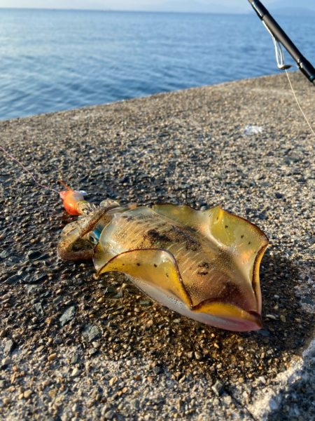 早生まれのアオリイカ？