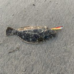 サーフでヒラメ