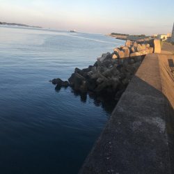 コサバ35匹、イワシ3匹