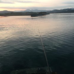 磯間港波止で良型コサバ20匹