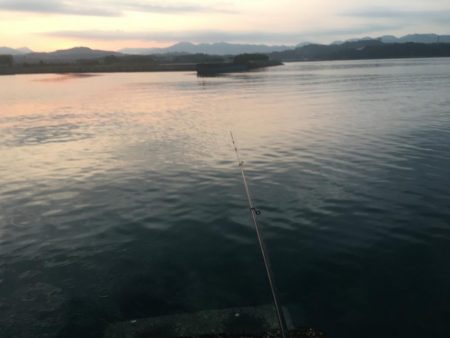 磯間港波止で良型コサバ20匹