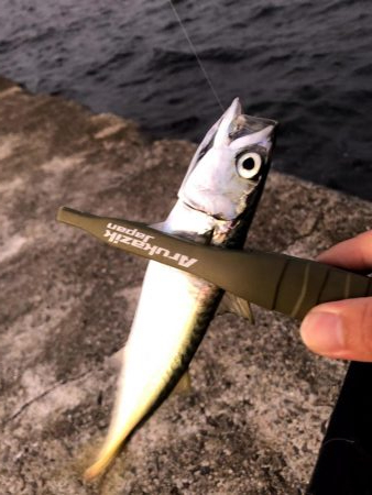 早朝アジングならぬサバング11