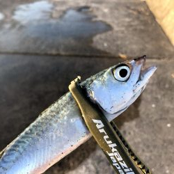 早朝サバングin西宮ケーソン2