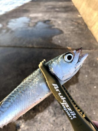 早朝サバングin西宮ケーソン２