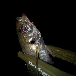 早朝アジングin大阪南港（20200818）