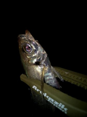 早朝アジングin大阪南港（20200818…