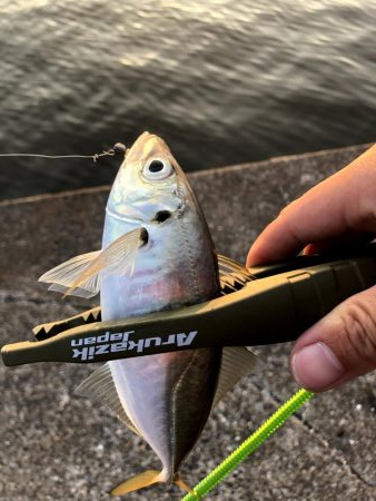 早朝アジングin大阪南港3