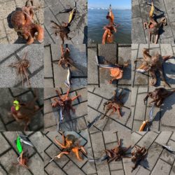 梅雨明け、タコ爆釣！！