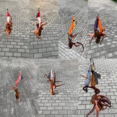 タコ、一回り大きい