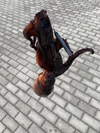 メクリアジとタコ