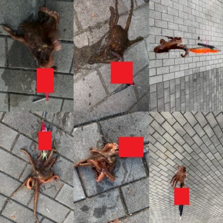 メクリアジ、おまけでタコ