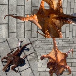 メクリアジリベンジ　タコもついでに