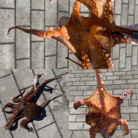 メクリアジリベンジ　タコもついでに