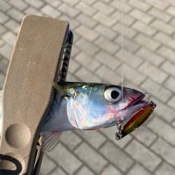 豆マキマキ最高