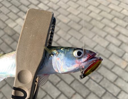 豆マキマキ最高