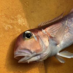 カヤックジギング