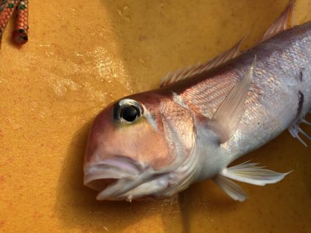 カヤックジギング