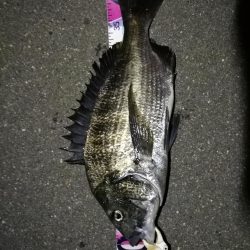 (2020/08/01 南港ヘチ釣り 真チヌ 44㎝、キビレチヌ 40cm,38.5㎝、ガシラ 釣果有り!)