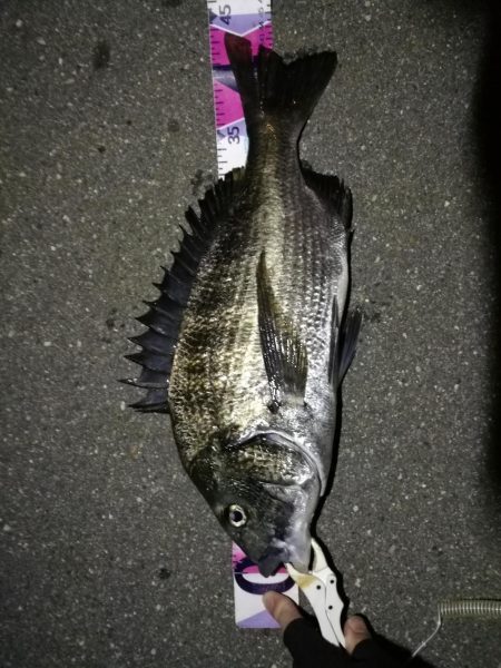 （2020/08/01 南港ヘチ釣り　 真…