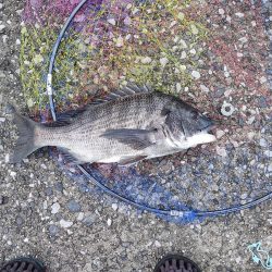 チヌ40cm フカセ釣り