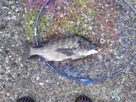 チヌ40cm フカセ釣り