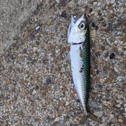 やっぱり、鯖。舞洲、夕方の釣り