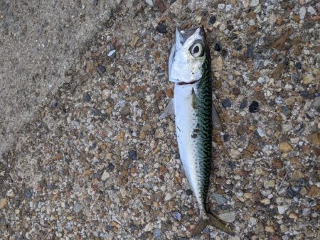 やっぱり、鯖。舞洲、夕方の釣り