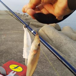 たつの市苅屋でキス釣り