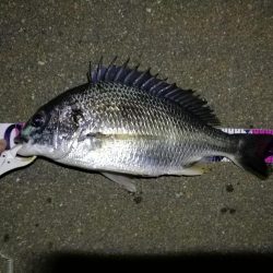 （2020/08/04 南港ヘチ釣り　 キビレチヌ 41cm,30㎝、ガシラ21㎝ 釣果有り）