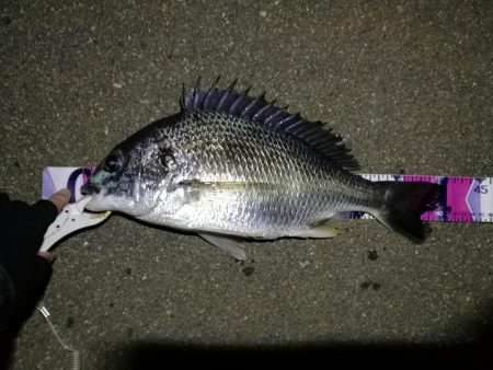 （2020/08/04 南港ヘチ釣り　 キ…