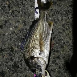 (2020/08/05 南港ヘチ釣り キビレチヌ 36.5cm,34㎝、真チヌ 釣果有り)