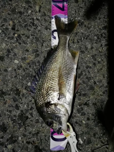 （2020/08/05 南港ヘチ釣り　 キ…