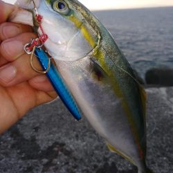 シイラはどこ？