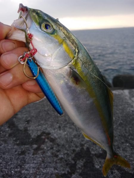 シイラはどこ？