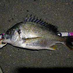 （2020/08/06 南港ヘチ釣り　 キビレチヌ 41cm、ガシラ 25㎝ 釣果有り）