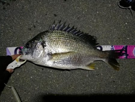 （2020/08/06 南港ヘチ釣り　 キ…