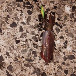 酒の肴を求めて