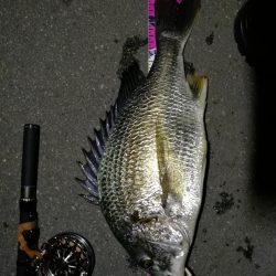 （2020/08/07 南港ヘチ釣り　 キビレチヌ 46cm,39㎝～ 釣果有り）