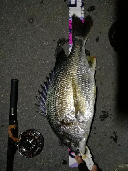 （2020/08/07 南港ヘチ釣り　 キ…