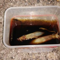 大しけ後の調査