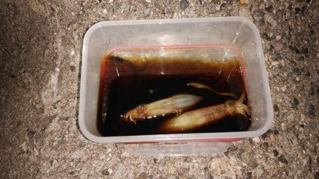 大しけ後の調査