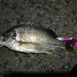 (2020/08/08 南港ヘチ釣り キビレチヌ 44cm,39cm 釣果有り)