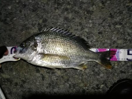 （2020/08/08 南港ヘチ釣り　 キ…