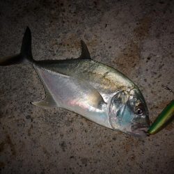 台風通過後の早朝　ギンガメアジ