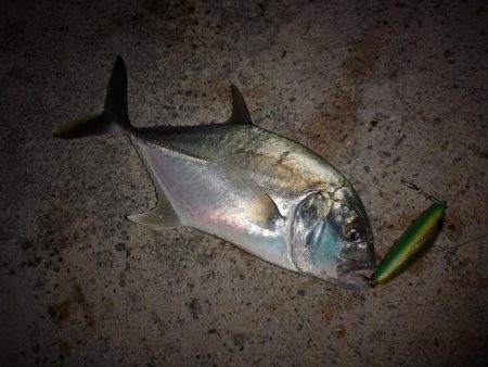 台風通過後の早朝　ギンガメアジ