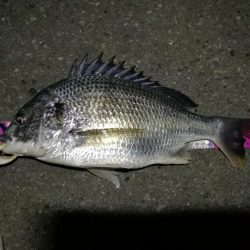 (2020/08/09 南港ヘチ釣り キビレチヌ 45cm,39.5cm ガシラ 21㎝ 釣果有り)